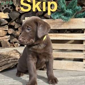 Skip, Chocolate Labrador Retriever Puppy
